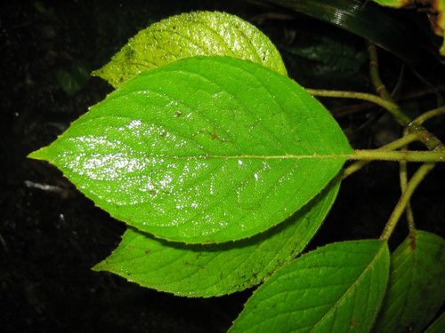 Cyrtandra tintinnabula