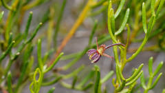 Dodonaea stenozyga