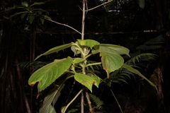 Cyrtandra tintinnabula