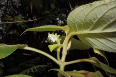 Cyrtandra tintinnabula