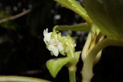 Cyrtandra tintinnabula