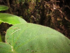Cyrtandra viridiflora