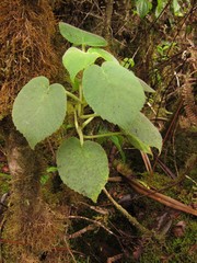 Cyrtandra viridiflora