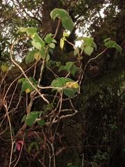 Cyrtandra viridiflora