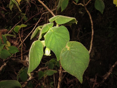 greenleaf cyrtandra (Cyrtandra viridiflora)