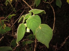Cyrtandra viridiflora