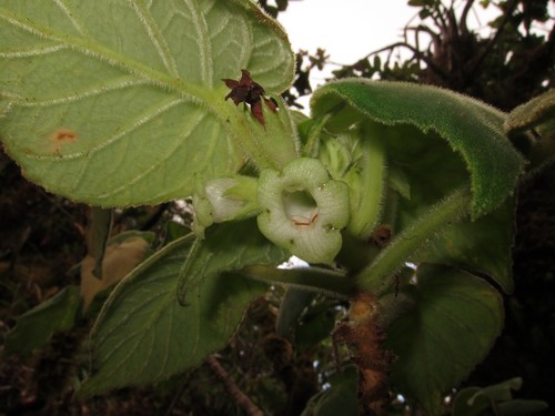 Cyrtandra viridiflora