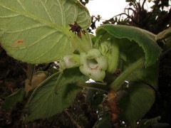 Cyrtandra viridiflora