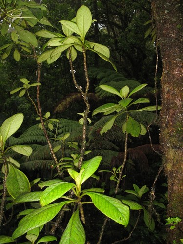Wagner's cyrtandra (Cyrtandra wagneri)