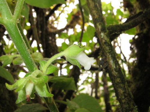 Cyrtandra waianaeensis observed 2013-09-12