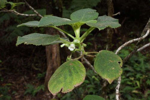 Cyrtandra waianaeensis