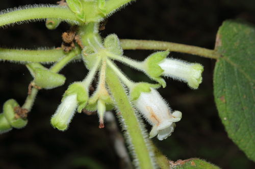 Cyrtandra waianaeensis
