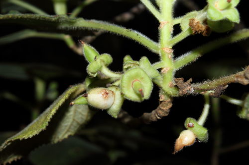 Waianaeuka cyrtandra (Cyrtandra waianaeensis)