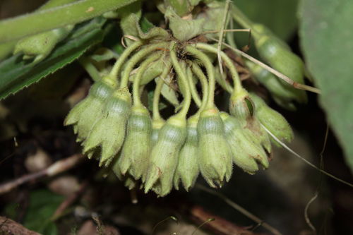 Cyrtandra wawrae