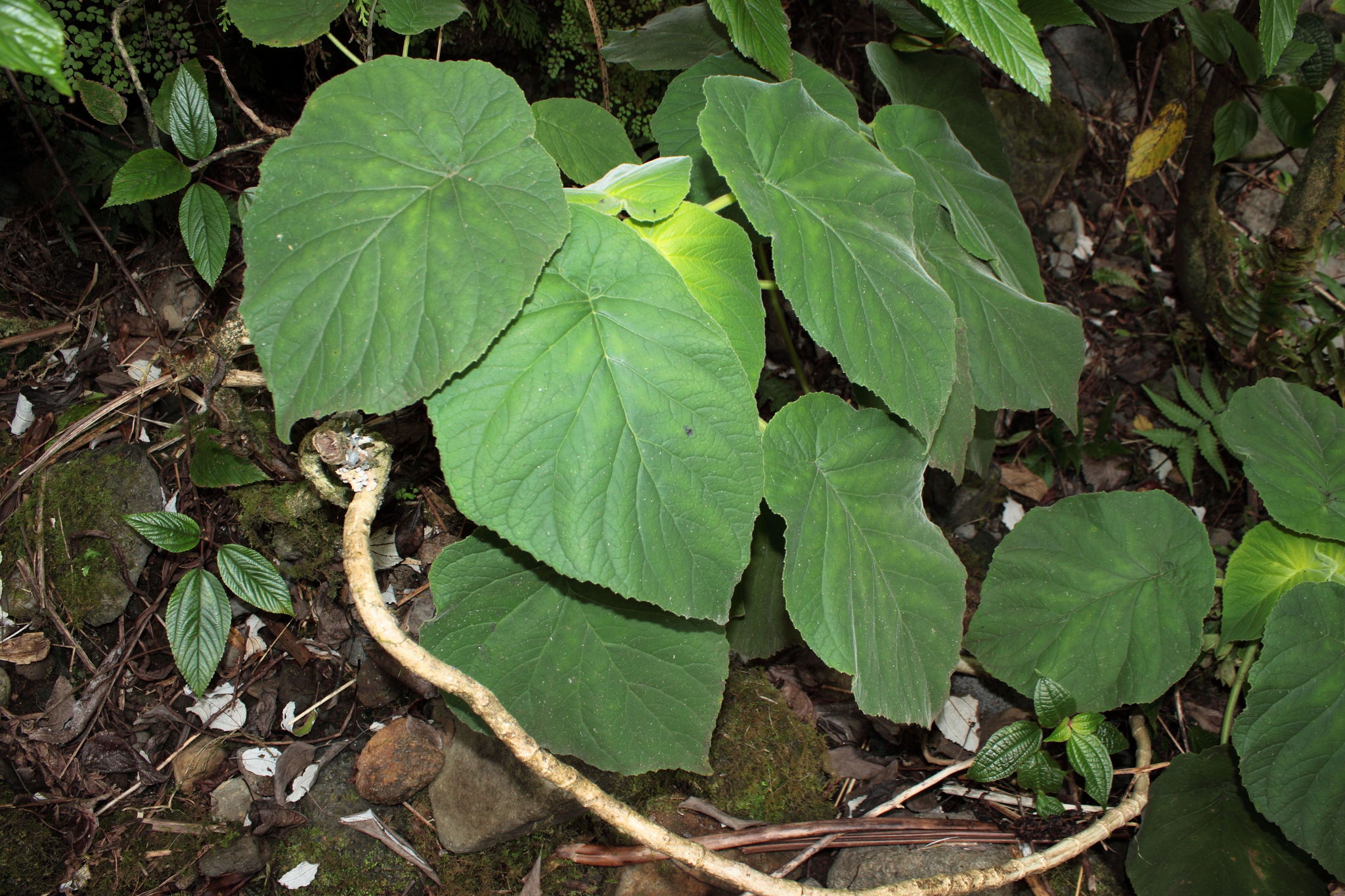 Cyrtandra wawrae