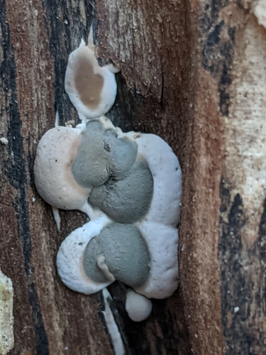 Paprastasis pelengrybis nuotrauka