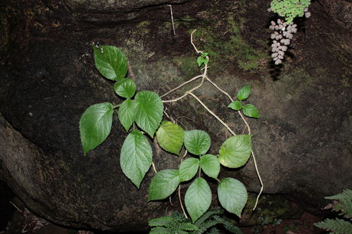 Cyrtandra wawrae