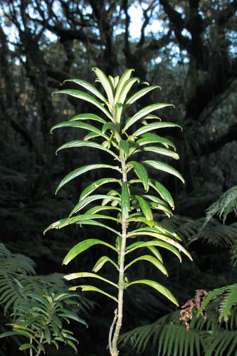 Cyrtandra procera observed 2010-12-14