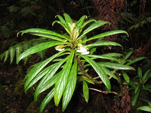 bog cyrtandra (Cyrtandra procera)