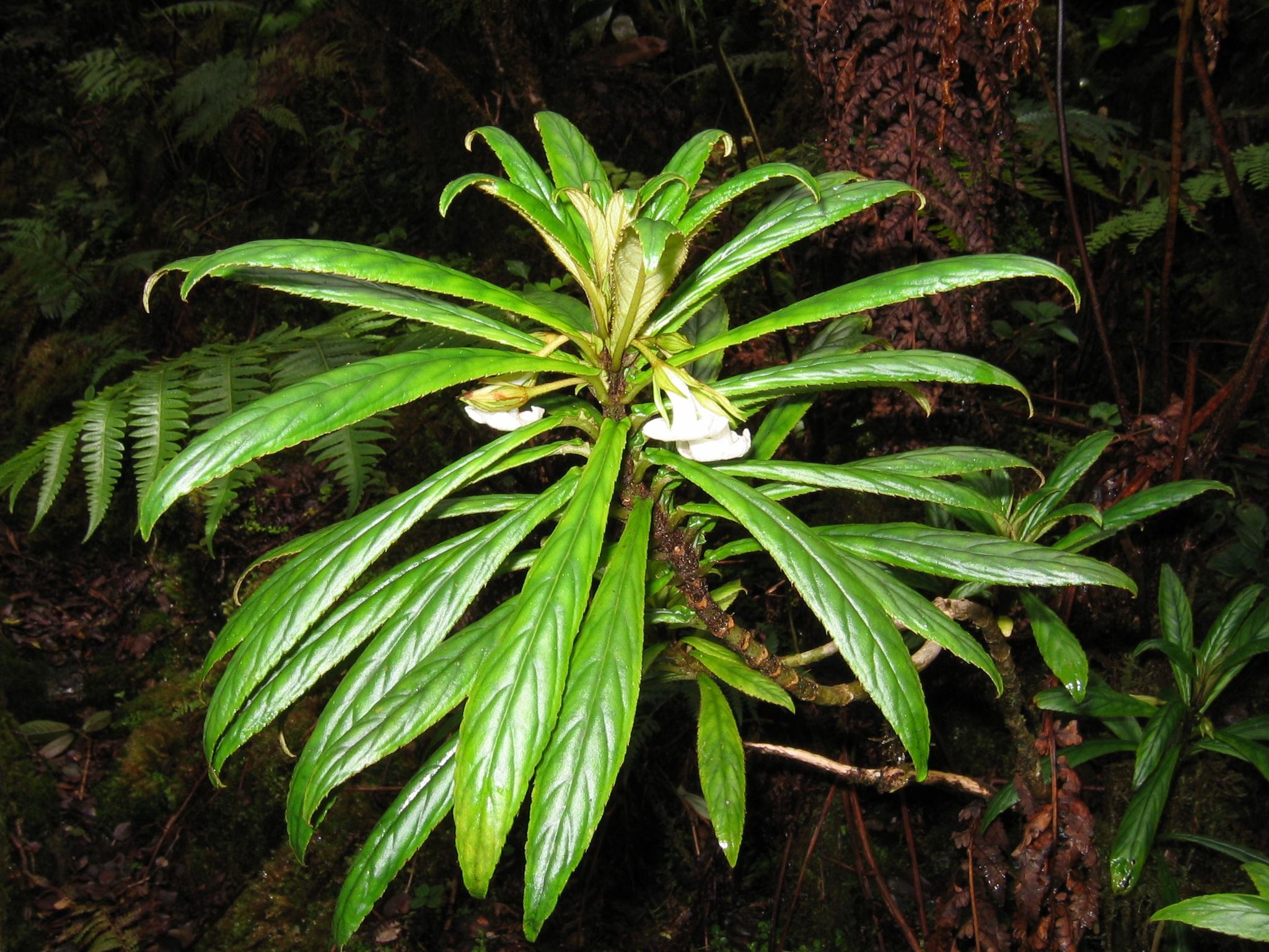 Cyrtandra procera