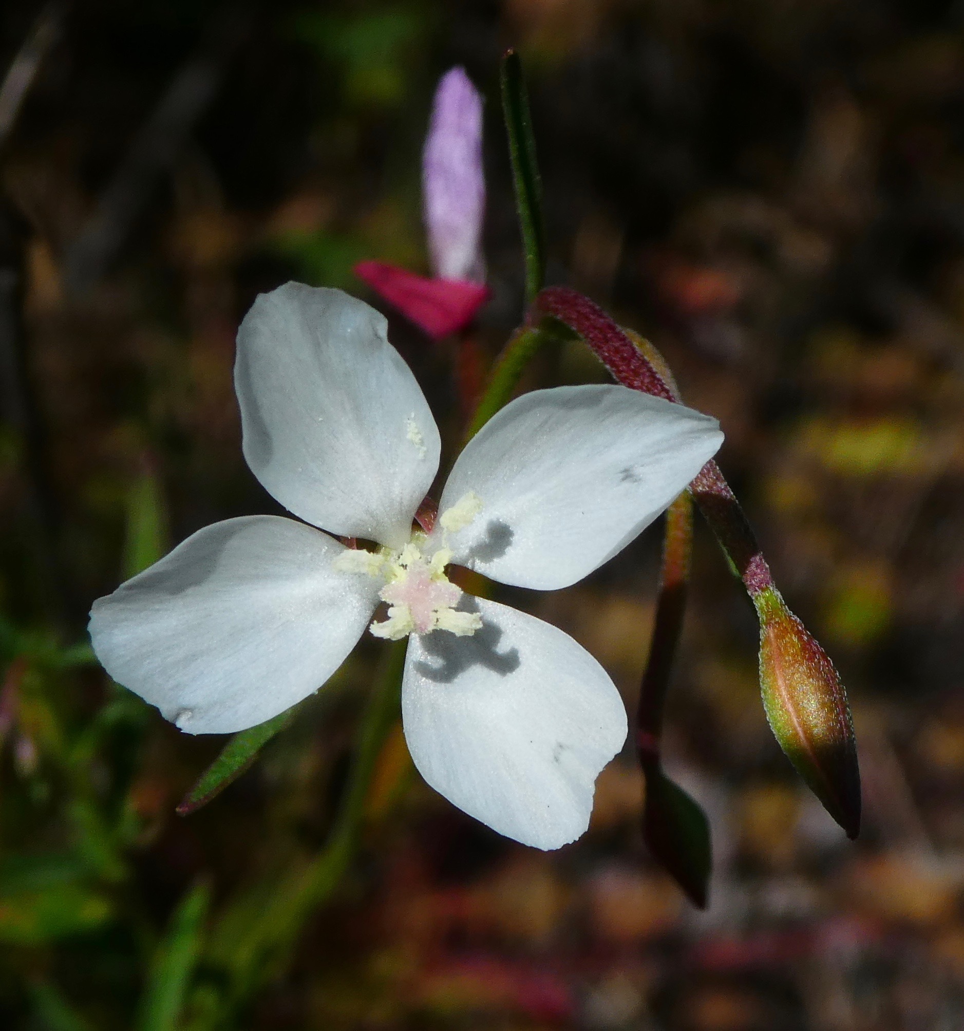Clarkia epilobioides
