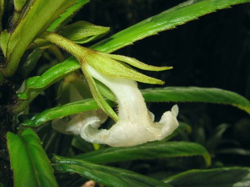 Cyrtandra procera