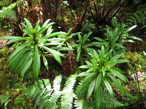 Cyrtandra procera