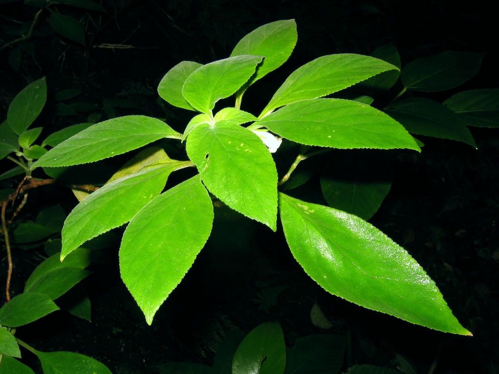Cyrtandra sandwicensis