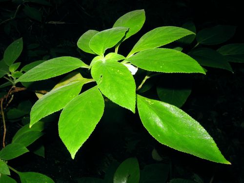 hairy cyrtandra (Cyrtandra sandwicensis)