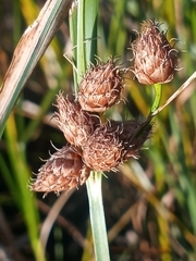 Bolboschoenus robustus