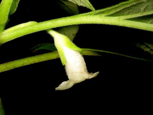Cyrtandra sandwicensis
