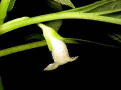 Cyrtandra sandwicensis