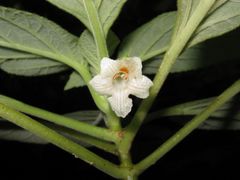 Cyrtandra sandwicensis