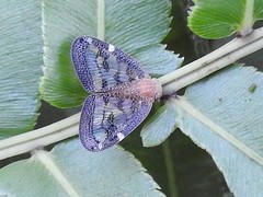 Scolypopa