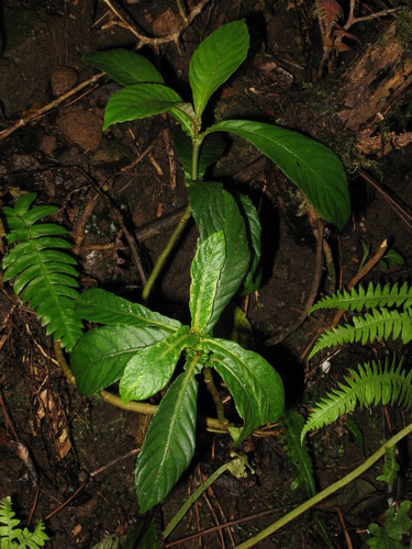 Cyrtandra sessilis