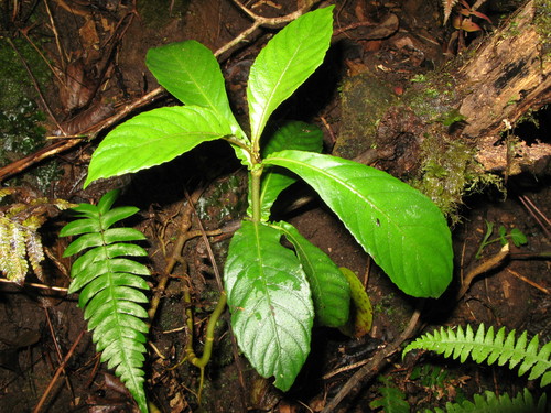 Cyrtandra sessilis