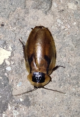 Blaberus discoidalis