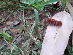 Lepidoptera
