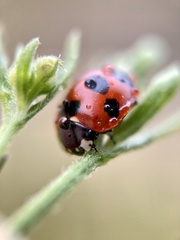 Coccinella septempunctata