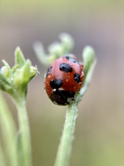 Coccinella septempunctata