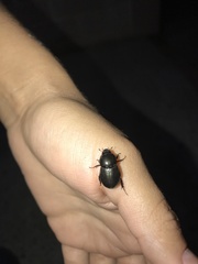 Euetheola