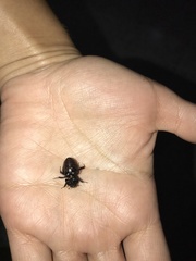 Euetheola