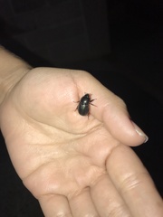 Euetheola