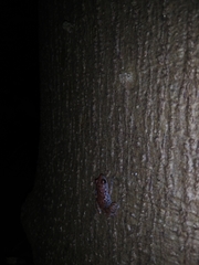 Eleutherodactylus modestus