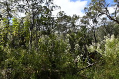 Astrotricha floccosa