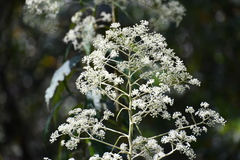 Astrotricha floccosa