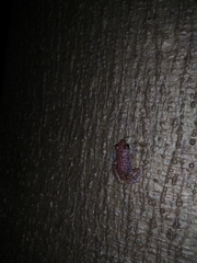 Eleutherodactylus modestus