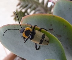 Chauliognathus tixieri