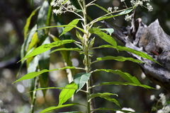 Astrotricha floccosa