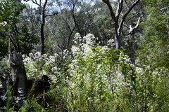 Astrotricha floccosa